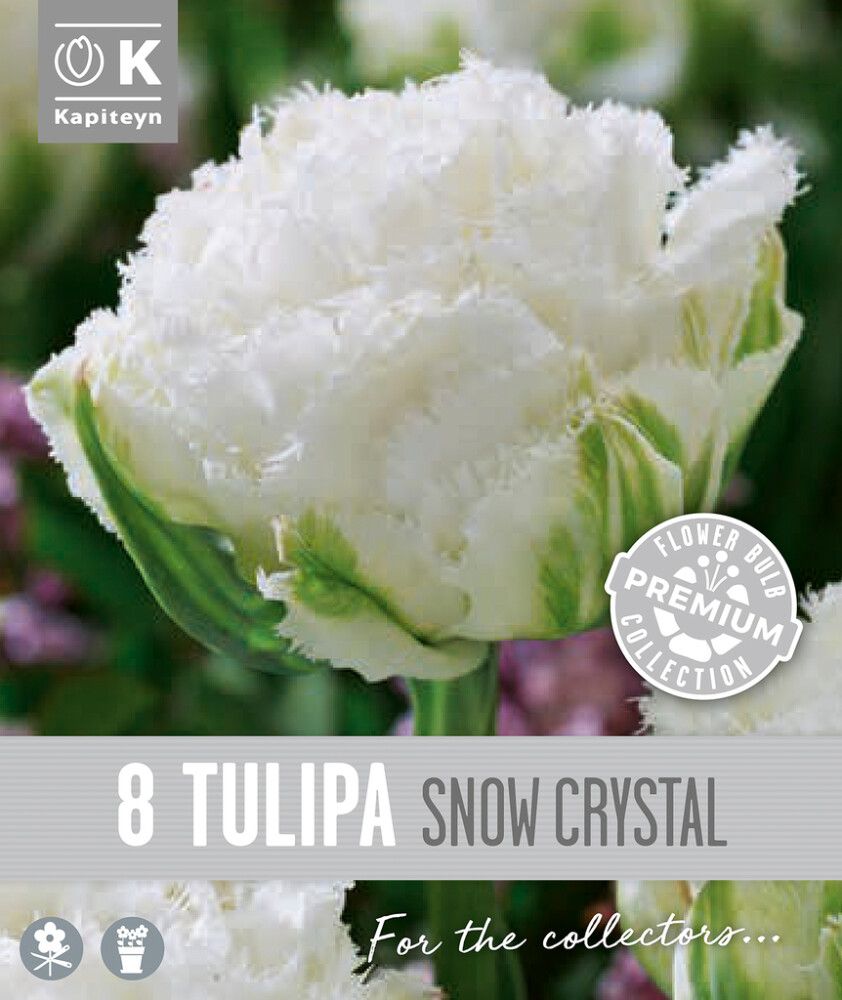 Syyskukkasipuli Kapiteyn Tulppaani Double Fringed Snow 8 kpl