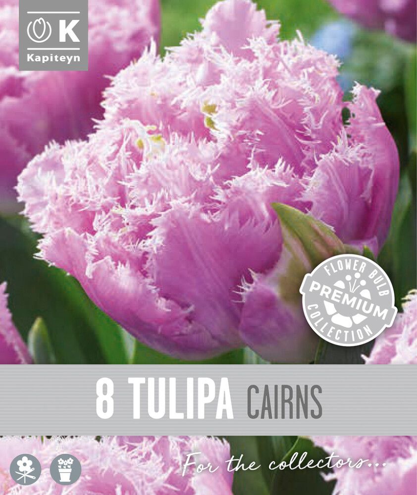 Syyskukkasipuli Kapiteyn Tulppaani Double Fringed Cairns 8 kpl