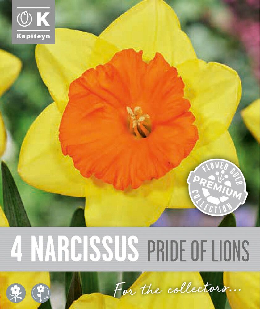 Syyskukkasipuli Kapiteyn Narsissi Large Cupped 4 kpl