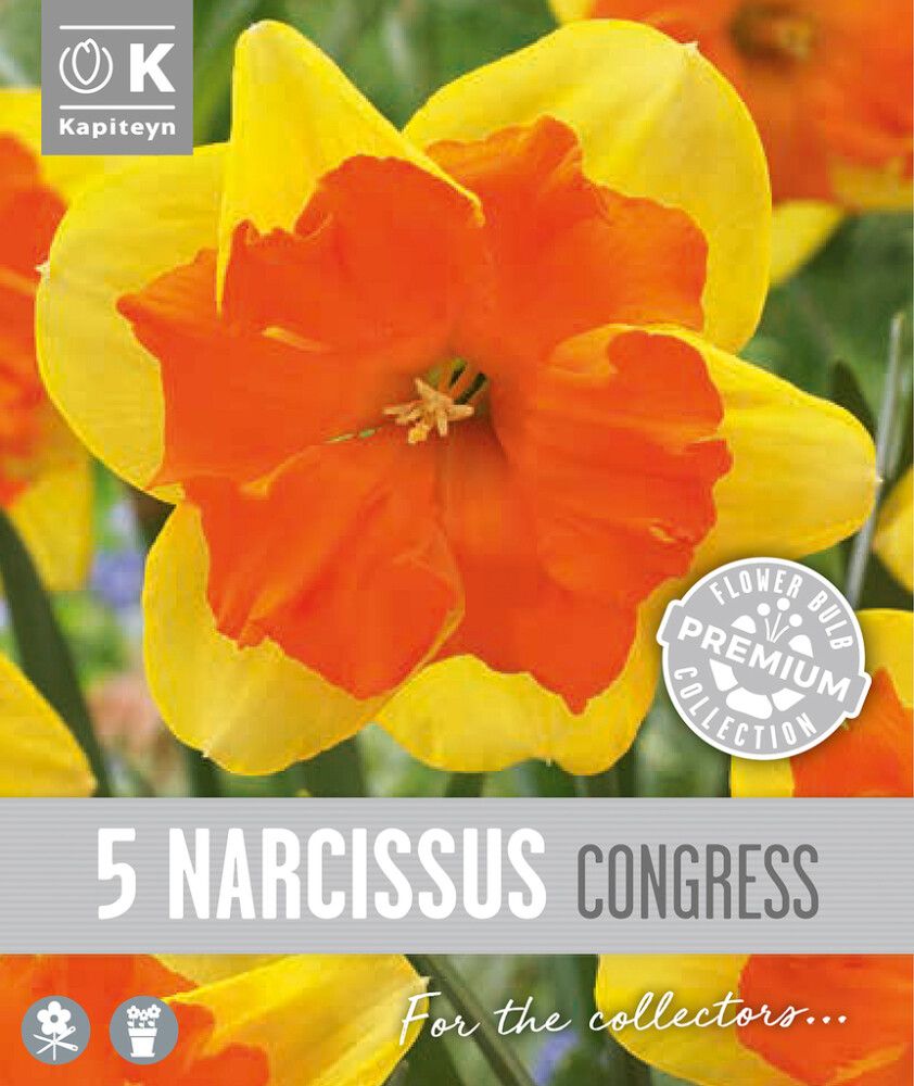 Syyskukkasipuli Kapiteyn Narsissi Collar Congress 5 kpl