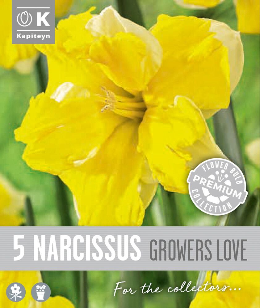 Syyskukkasipuli Kapiteyn Narsissi Collar Growers 5 kpl