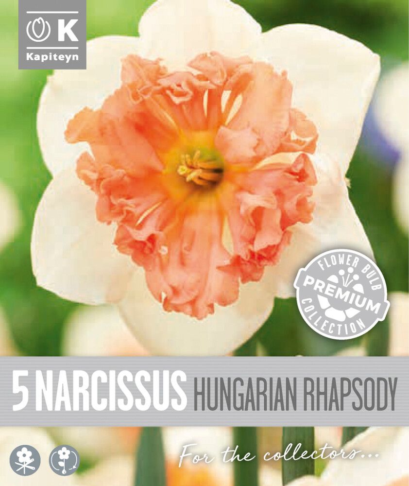 Syyskukkasipuli Kapiteyn Narsissi Collar Hungaria 5 kpl