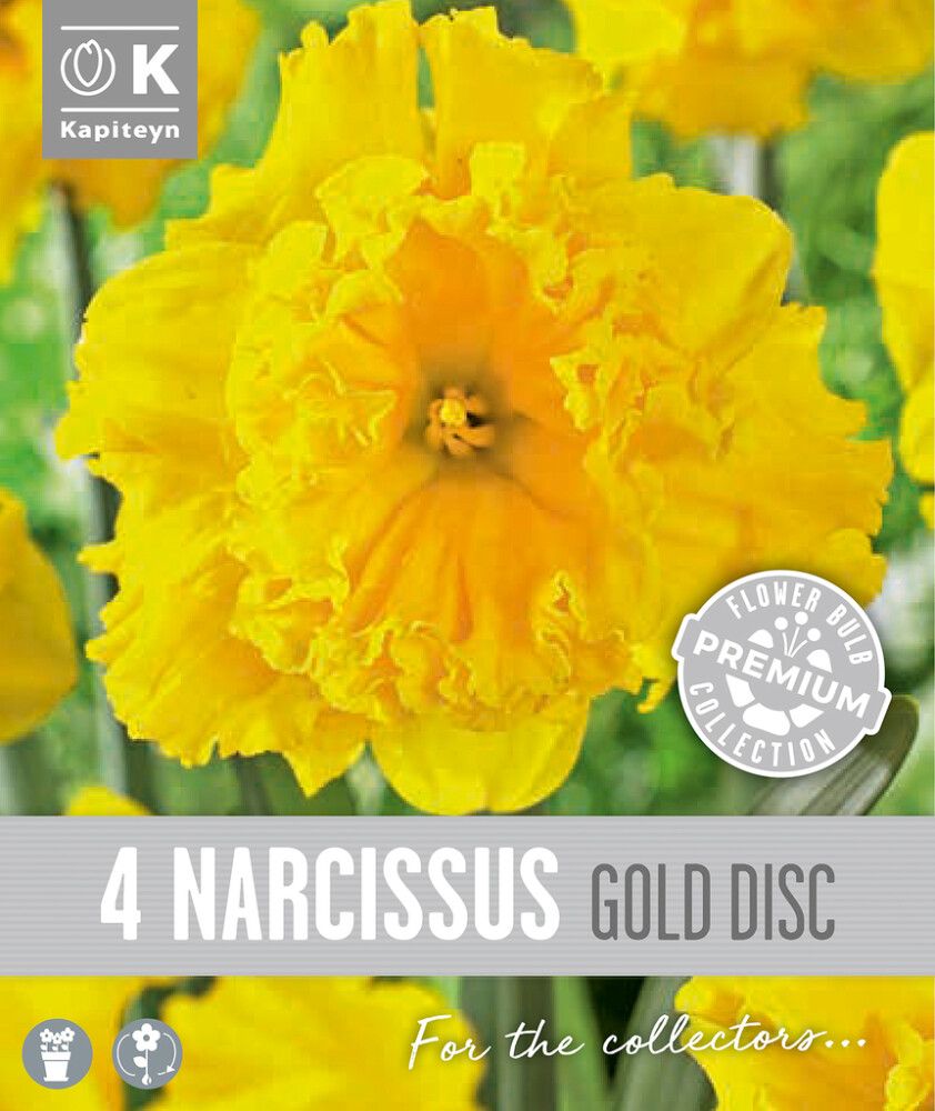 Syyskukkasipuli Kapiteyn Narsissi Collar Gold 4 kpl