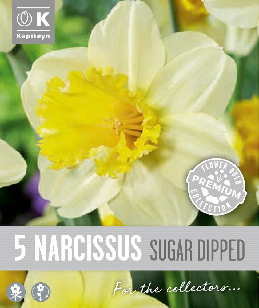 Syyskukkasipuli Kapiteyn Narsissi Large Cupped 5 kpl