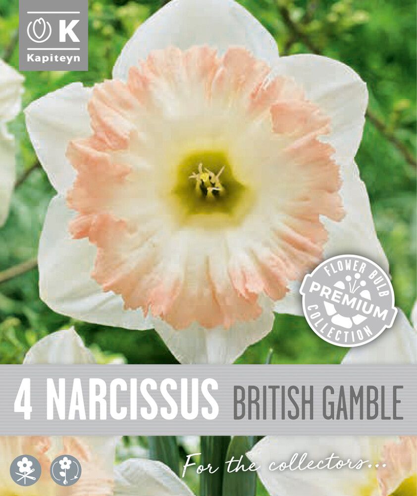 Syyskukkasipuli Kapiteyn Narsissi Trumpet British 4 kpl