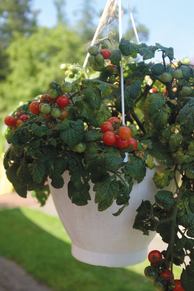 Kirsikkatomaatti Nelson Garden Cherry Falls