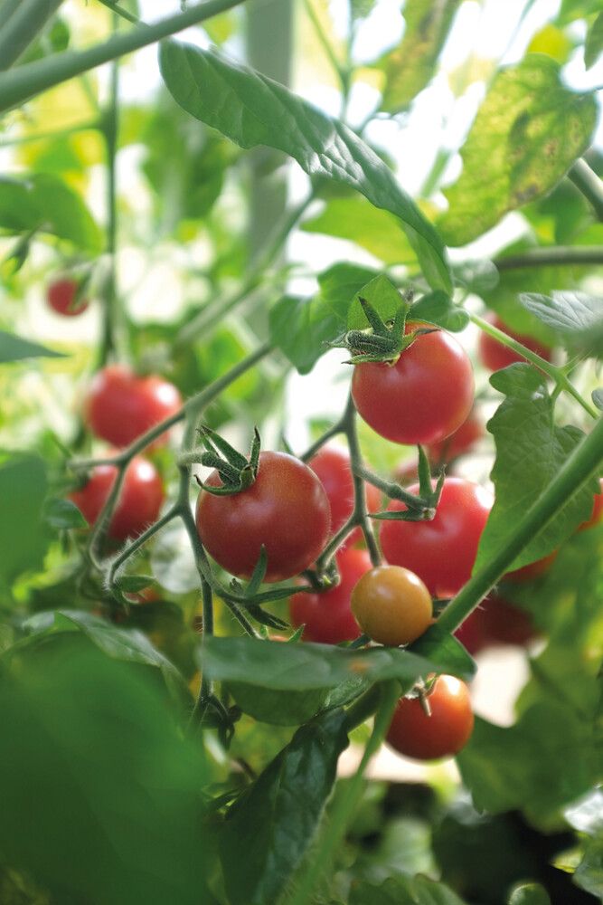 Pensastomaatti Nelson Garden Baby Boomer