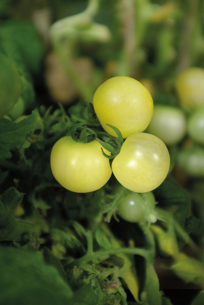 Kirsikkatomaatti Nelson Garden Balconi Yellow