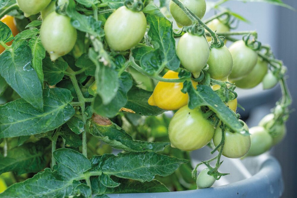 Kirsikkatomaatti Nelson Garden Funnyplums Creamy Yellow