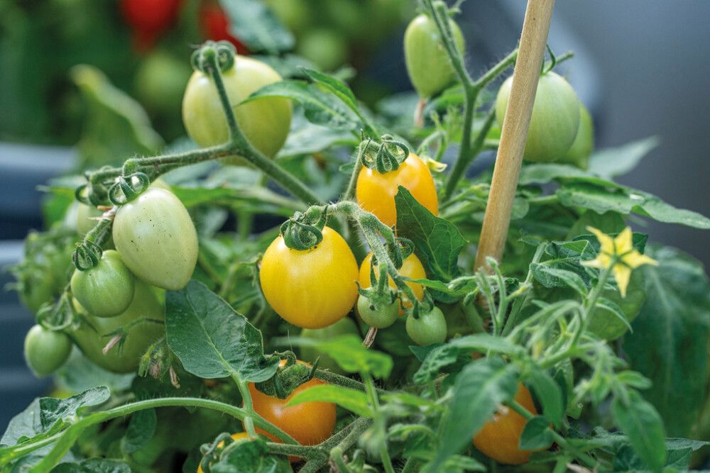 Kirsikkatomaatti Nelson Garden Funnyplums Orange