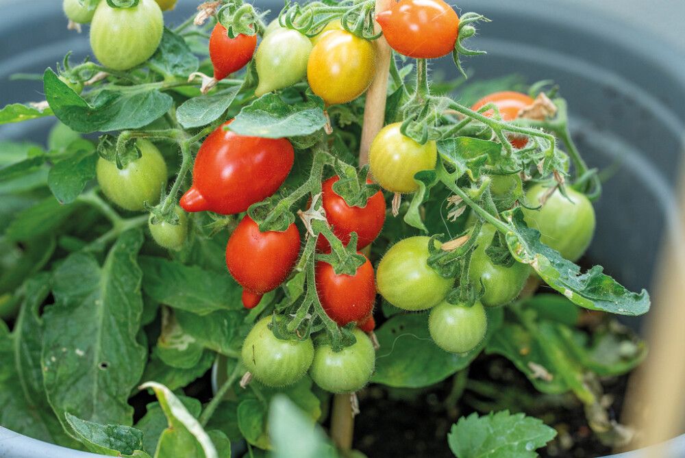 Kirsikkatomaatti Nelson Garden Funnyplums Red