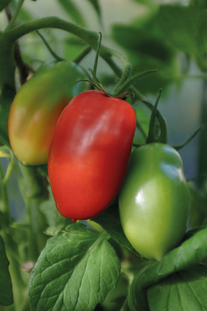 Luumutomaatti Nelson Garden Ranger