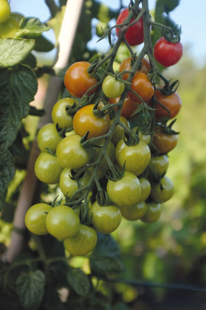 Kirsikkatomaatti Nelson Garden Rubylicious