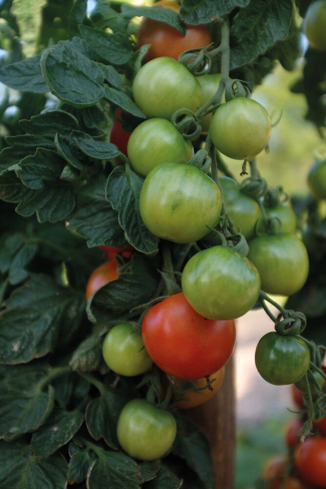 Kirsikkatomaatti Nelson Garden Coctail Crush