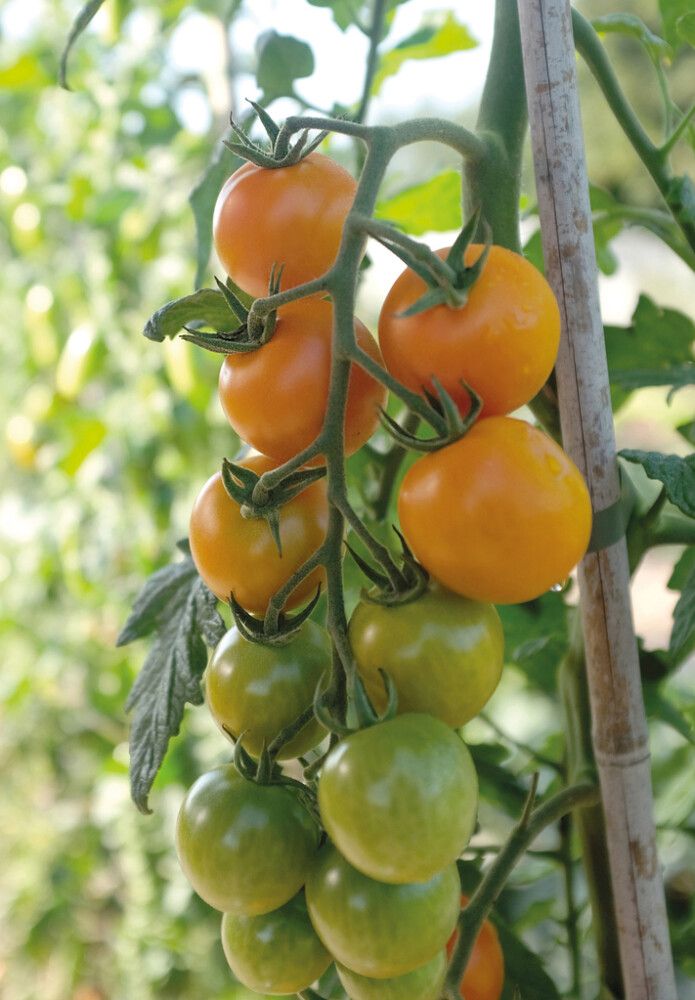 Kirsikkatomaatti Nelson Garden Merrygold