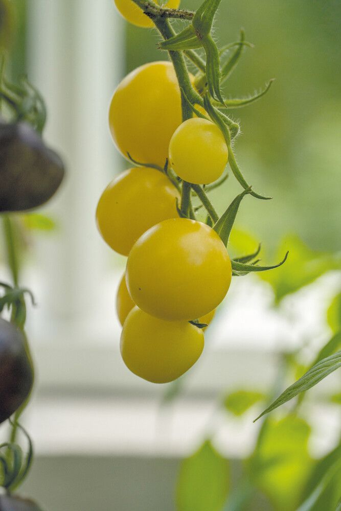 Kirsikkatomaatti Nelson Garden White Cherry