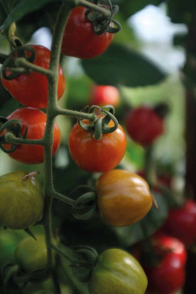 Tkirsikkatomaatti Nelson Garden Lovertino
