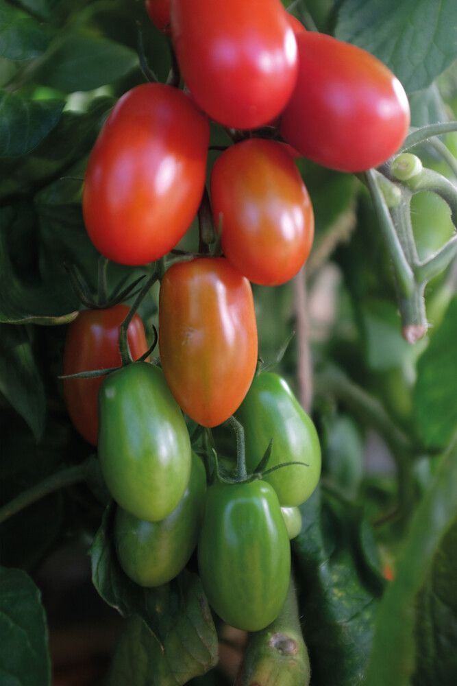 Kirsikkatomaatti Nelson Garden Ravello