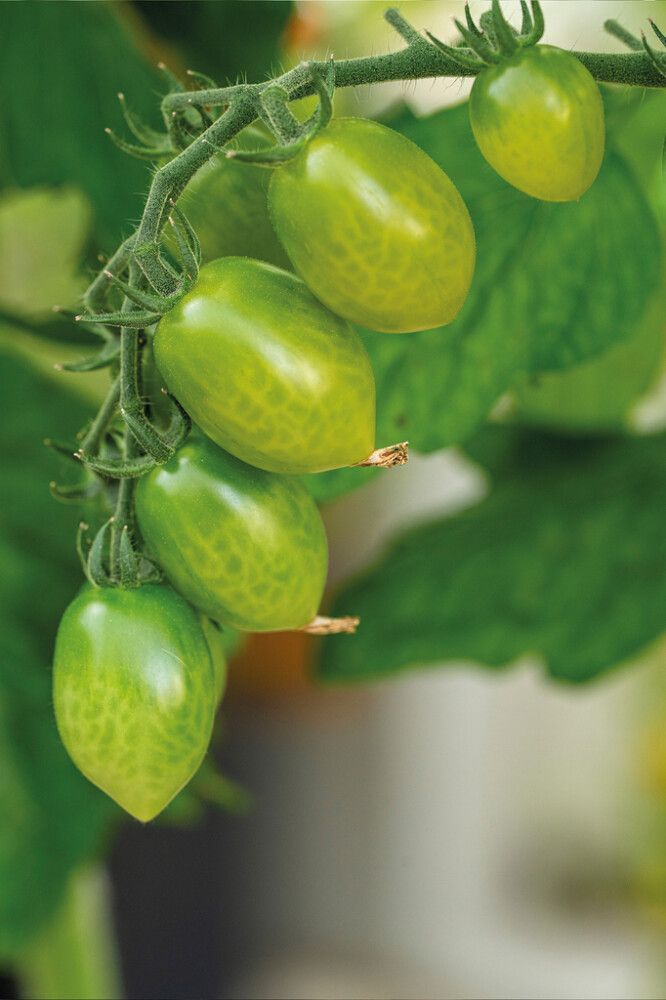 Kirsikkatomaatti Nelson Garden Green Envy