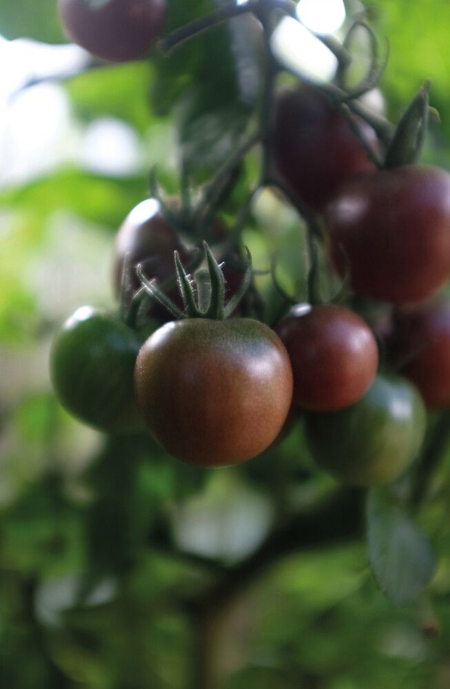 Kirsikkatomaatti Nelson Garden Black Cherry Luomu