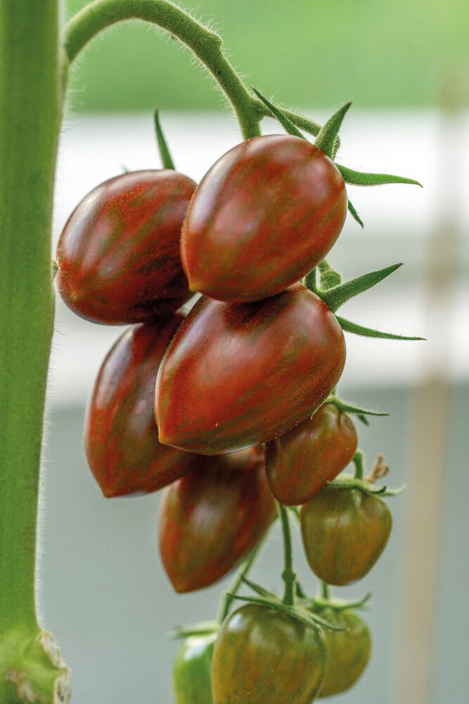 Kirsikkatomaatti Nelson Garden Shimmer