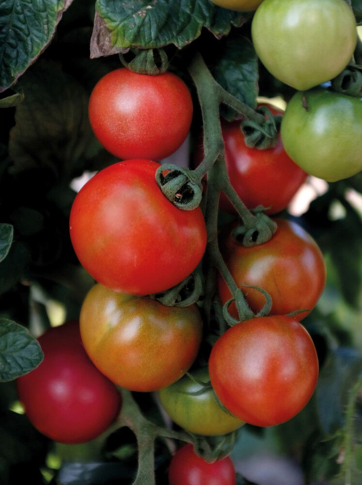 Kasvihuonetomaatti Nelson Garden Moneymaker