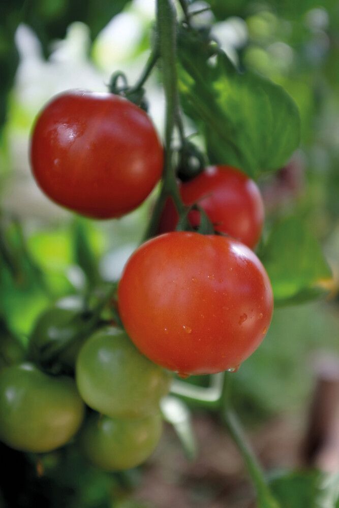 Kasvihuonetomaatti Nelson Garden Matina Luomu