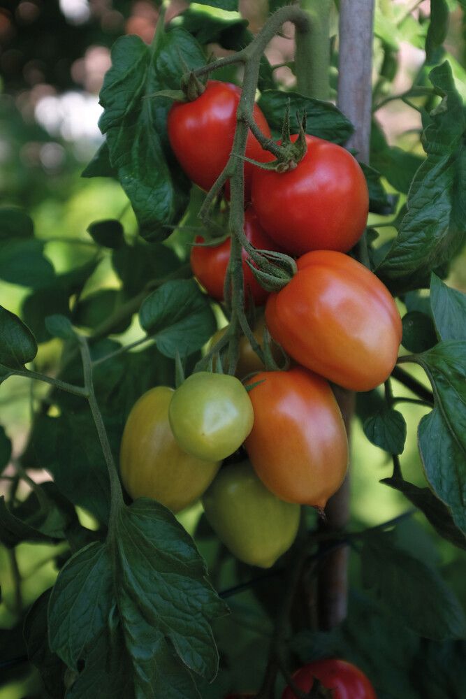 Luumutomaatti Nelson Garden Nagina