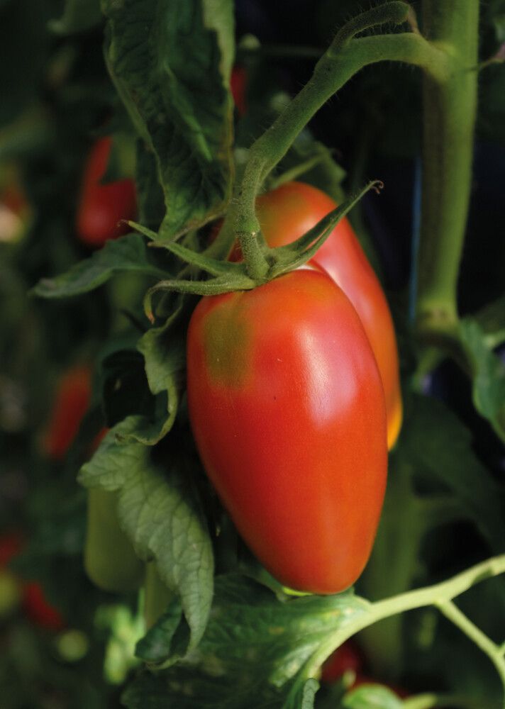 Luumutomaatti Nelson Garden Agro