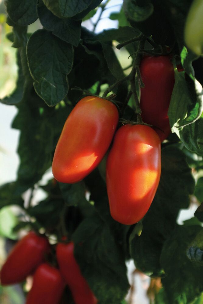 Luumutomaatti Nelson Garden Agro Luomu