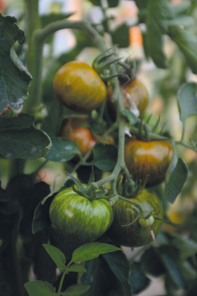 Kasvihuonetomaatti Nelson Garden Green Zebra