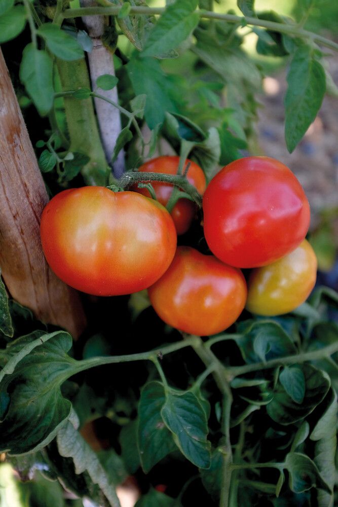 Pihvitomaatti Nelson Garden Oh Happy Day