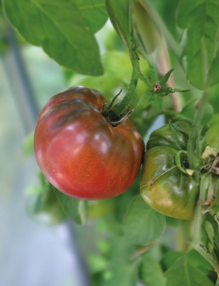 Pihvitomaatti Nelson Garden Noire De Crimee