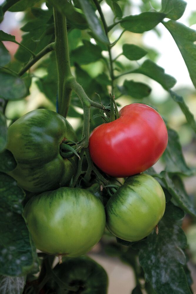 Pihvitomaatti Nelson Garden Rose Crush