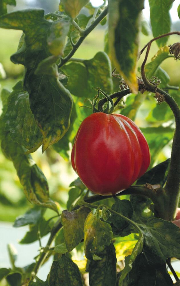 Kirsikkatomaatti Nelson Garden Liguria