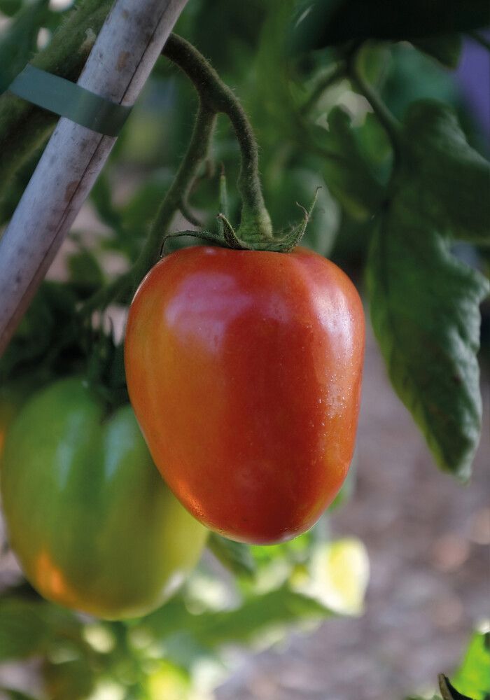 Luumupihvitomaatti Nelson Garden Big Mama