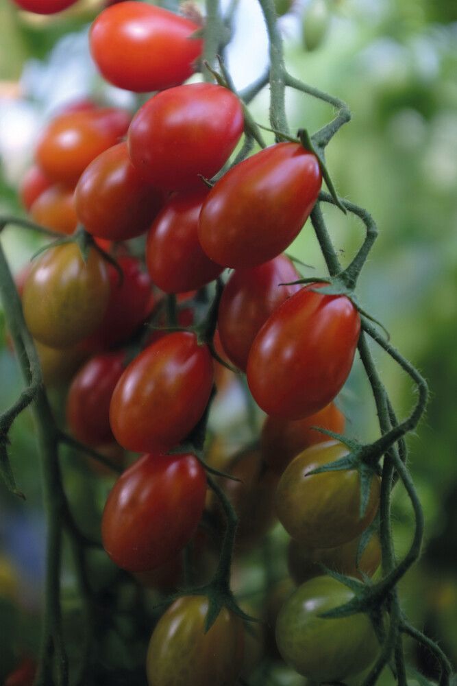 Viinimarjatomaatti Nelson Garden Petita Luomu