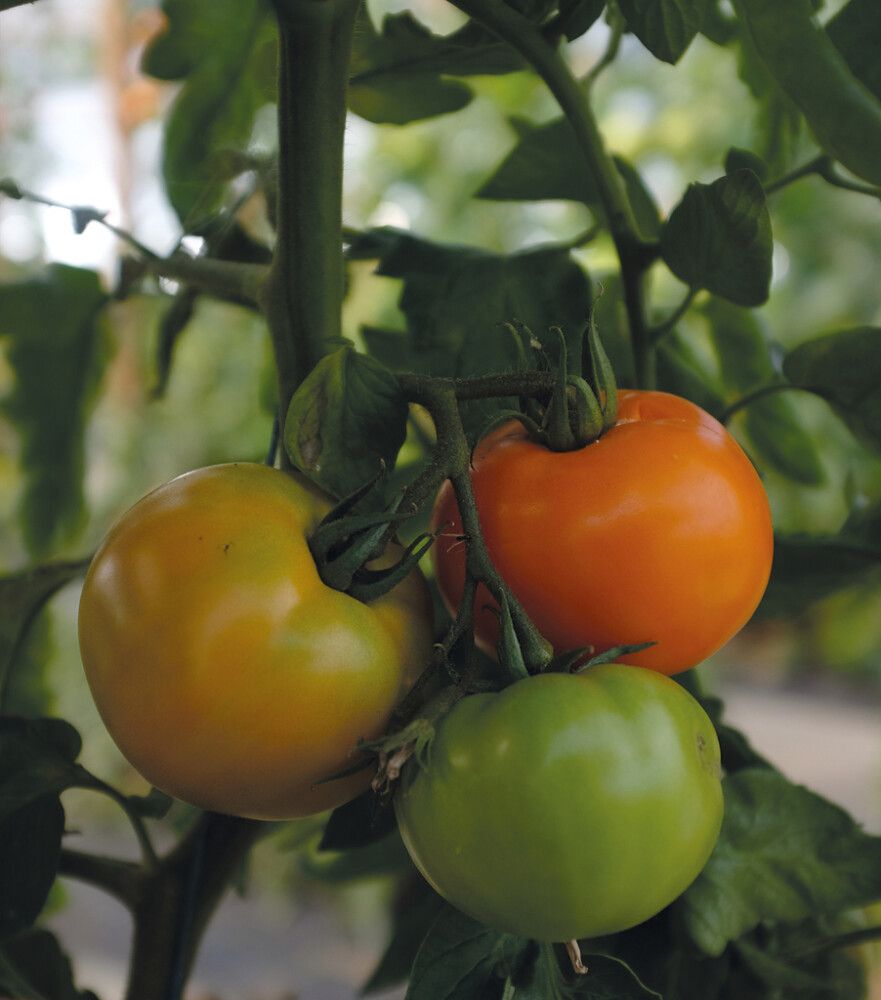 Pihvitomaatti Nelson Garden Orange Wellington