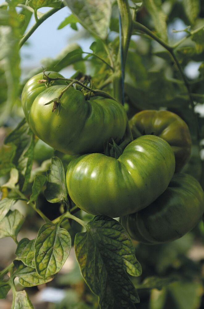 Pihvitomaatti Nelson Garden Delicious