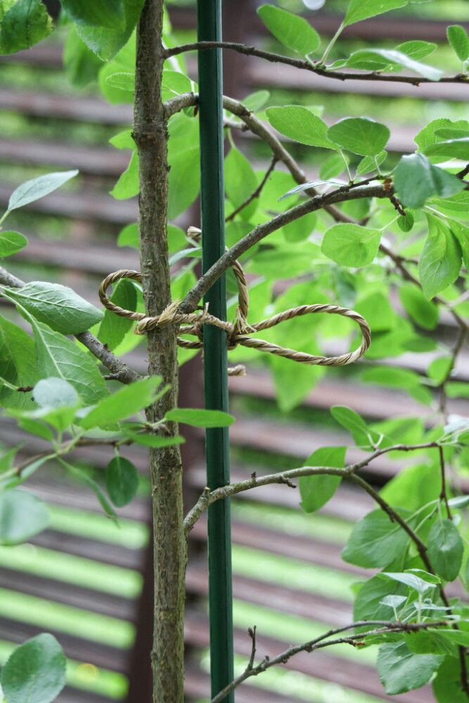 Kasvituki vihreä 75 cm