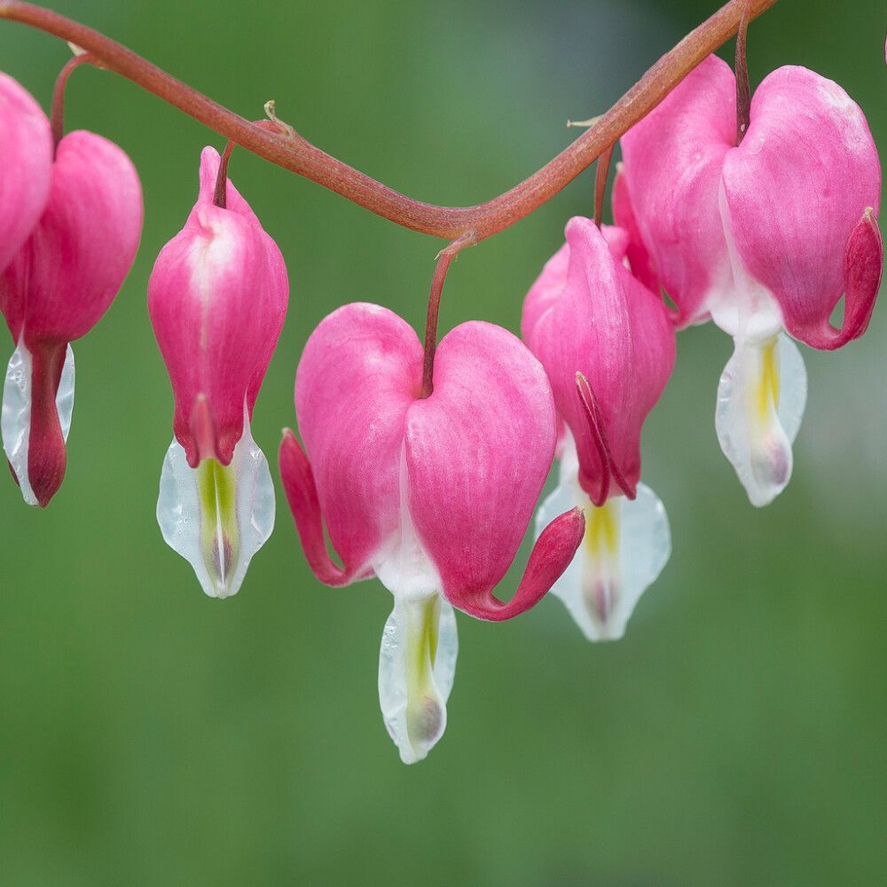 Särkynytsydän Mihkel Saar Puukool C3,5