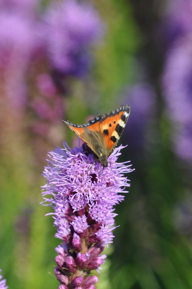 Punatähkä Mihkel Saar Puukool Liatris spicata C2
