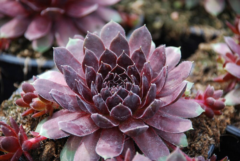 Kivikkomehitähti Mihkel Saar MIX P12/P15