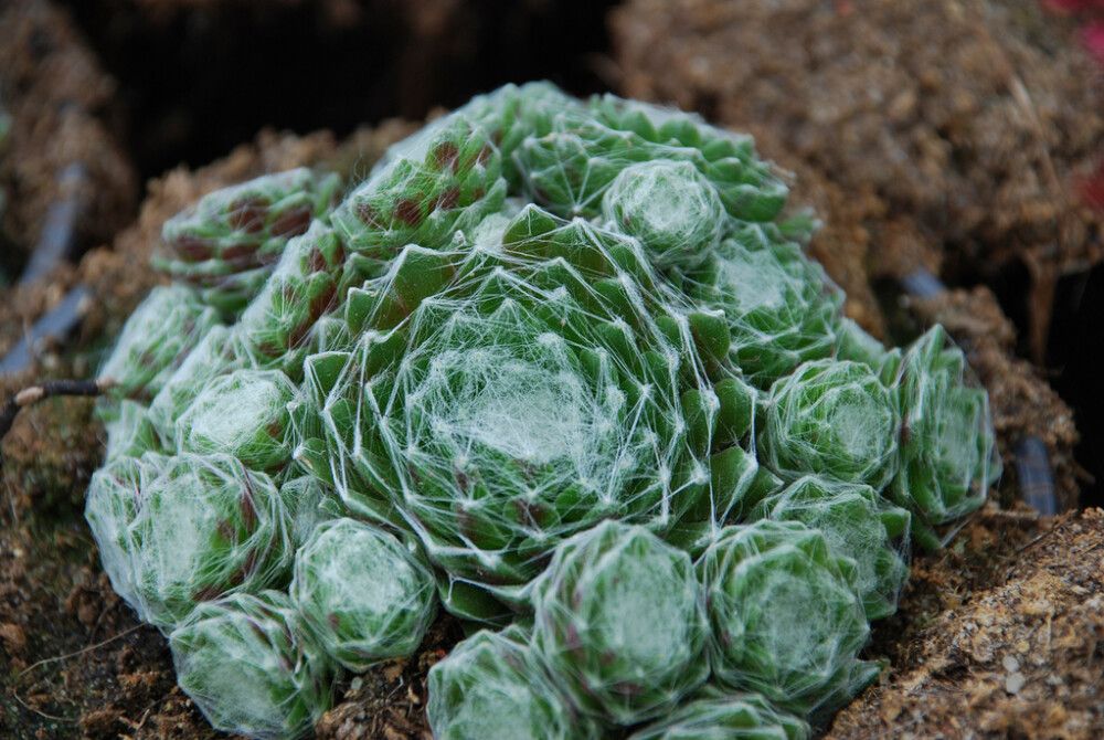 Kivikkomehitähti Mihkel Saar MIX P12/P15