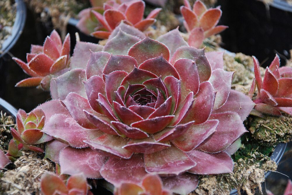 Kivikkomehitähti Mihkel Saar MIX P12/P15