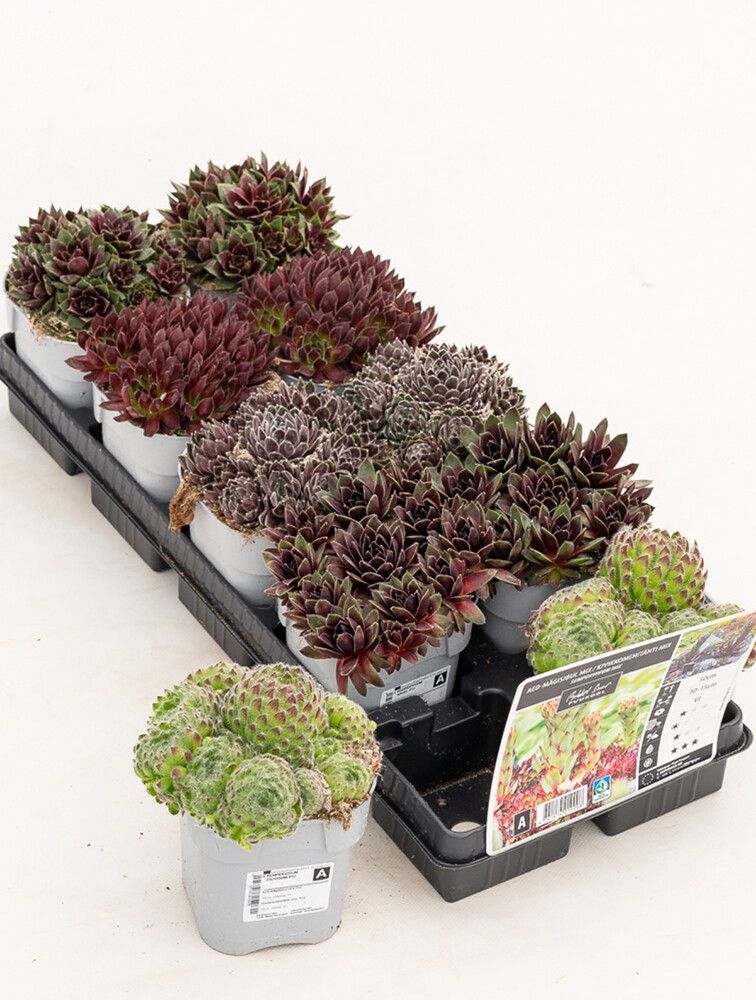 Kivikkomehitähti Mihkel Saar MIX P12/P15