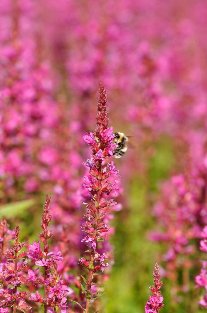 Rantakukka Lythrum salicaria Robin C2