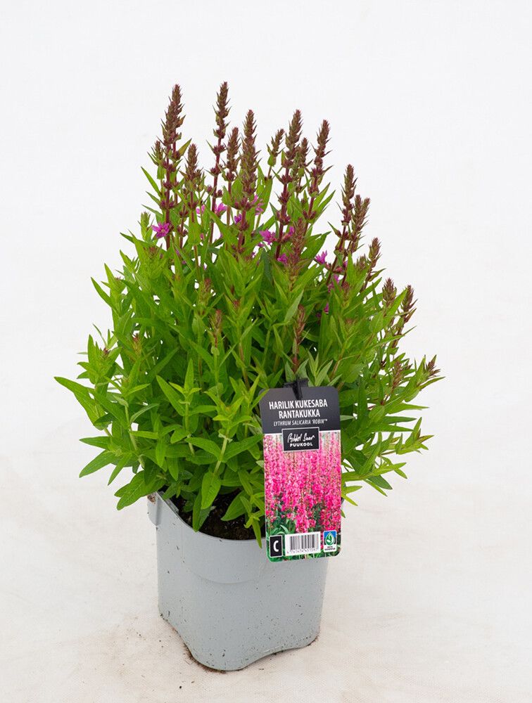 Rantakukka Lythrum salicaria Robin C2