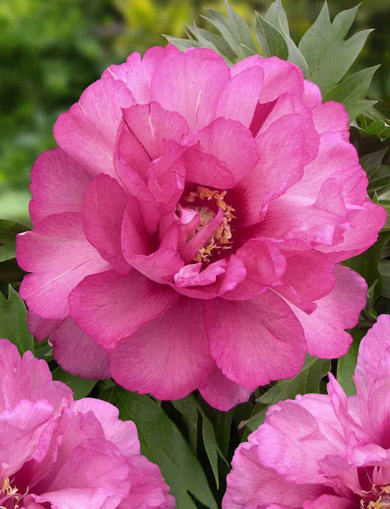 Jalopioni Paeonia Itoh Julia Rose