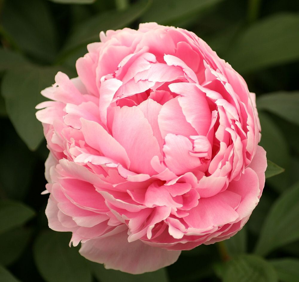 Jalopioni Paeonia Itoh Julia Rose